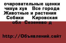 очаровательные щенки чихуа-хуа - Все города Животные и растения » Собаки   . Кировская обл.,Сезенево д.